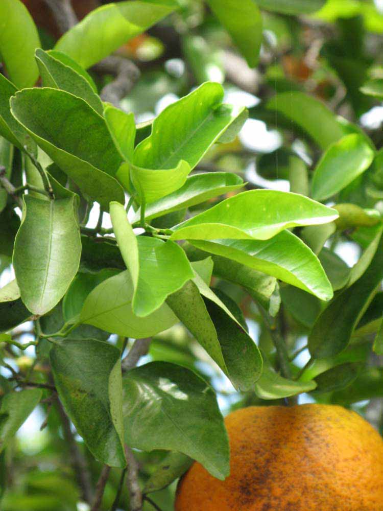              Sun leaves (Winter Haven, FL)       